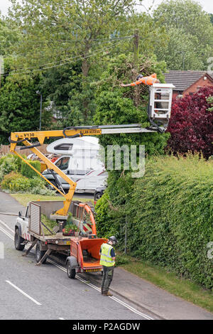 14 giugno 2018. Alvechurch, Worcestershire, Inghilterra, Regno Unito. I contraenti cancellazione di Edera e di siepe intorno un palo del telegrafo all'altezza dell'uccello stagione di nesting Foto Stock