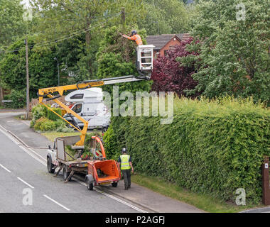 14 giugno 2018. Alvechurch, Worcestershire, Inghilterra, Regno Unito. I contraenti cancellazione di Edera e di siepe intorno un palo del telegrafo all'altezza dell'uccello stagione di nesting Foto Stock