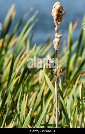 Melton Mowbray country park, Rutland. 14 Giugno 2018: Fauna selvatica in alcune zone in tutto il Regno Unito stanno avendo un anno di paraurti per il giovane, duro lavoro cattura e alimentando la loro prole. Credito: Clifford Norton/Alamy Live News Foto Stock