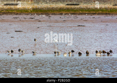 Un pied avocet (Recurvirostra avosetta) e nero tailed godwits (Limosa limosa) alimentazione sulle velme del Fiume Exe vicino Topsham, Devon, Inghilterra, Regno Unito Foto Stock