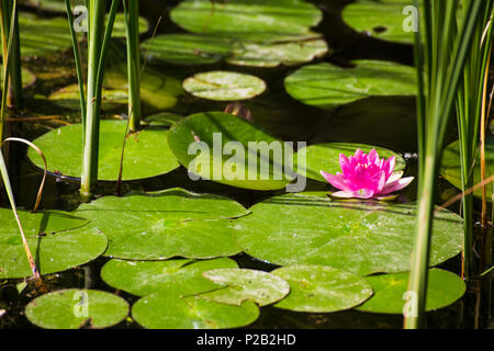 Una bella rosa loto che fluttua nel fiume Foto Stock