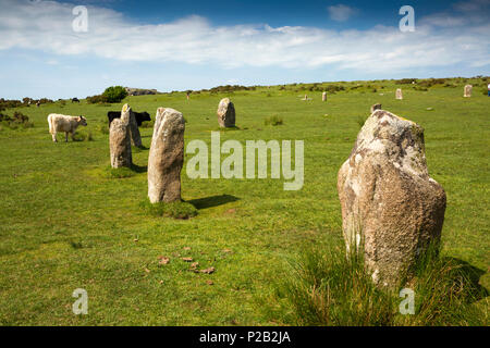 Regno Unito, Cornwall, Bodmin Moor, tirapiedi, il pascolo di bestiame nel Hurlers, antico cerchio di pietra Foto Stock