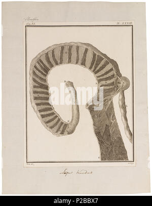 UBA01 IZ20600194-y, 09-09-09, 15:50, 8C, 7884x9327 (60+133), 100%%%%, 17 08 2009 Con, 1/50 s, R52.6, G23.4, B30.7 174 Lepus timidus - ingewanden - 1700-1880 - Stampa - Iconographia Zoologica - Collezioni Speciali Università di Amsterdam - UBA01 IZ20600191 Foto Stock