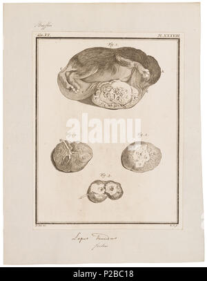 UBA01 IZ20600202-y, 09-09-09, 16:12, 8C, 7884x9327 (60+133), 100%%%%, 17 08 2009 Con, 1/50 s, R52.6, G23.4, B30.7 174 Lepus timidus - feto - 1700-1880 - Stampa - Iconographia Zoologica - Collezioni Speciali Università di Amsterdam - UBA01 IZ20600199 Foto Stock