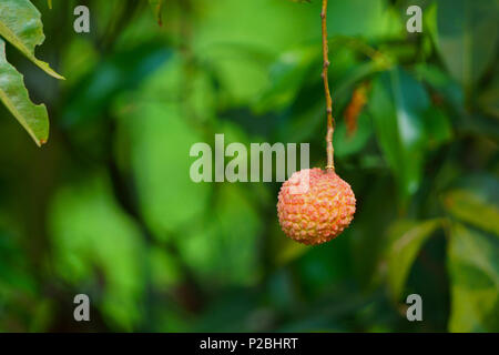 Litchi frutto su sfondo verde del giardino Foto Stock