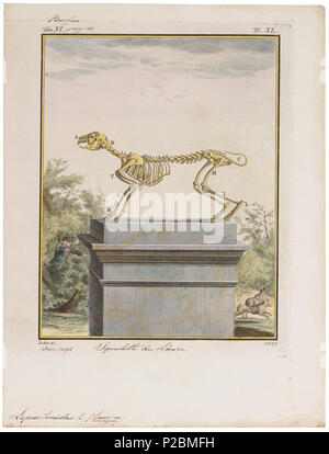 UBA01 IZ20600220-y, 10-09-09, 09:31, 8C, 7884x9080 (60+132), 100%%%%, 17 08 2009 Con, 1/50 s, R52.6, G23.4, B30.7 174 Lepus timidus - skelet - 1700-1880 - Stampa - Iconographia Zoologica - Collezioni Speciali Università di Amsterdam - UBA01 IZ20600211 Foto Stock