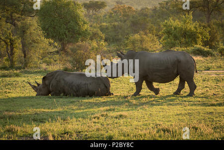 Due adulti rinoceronte bianco in bella luce posteriore. Foto Stock
