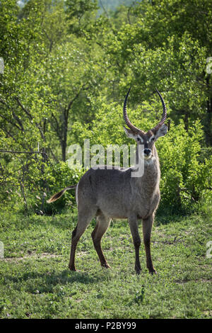 Bella Waterbuck nel sole del tardo pomeriggio. Foto Stock