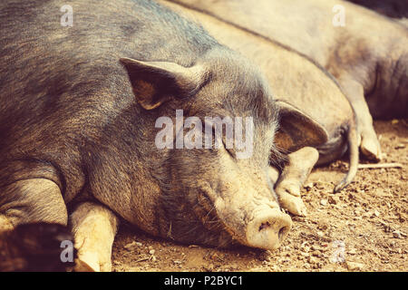 Il Vietnam in suini del campo verde Foto Stock