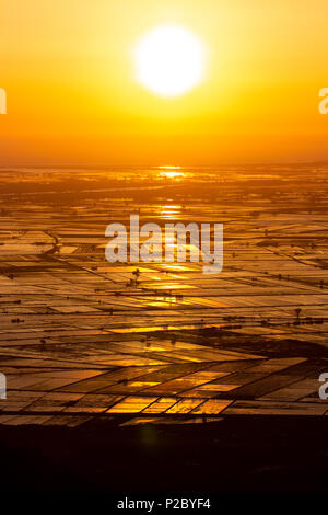 Alba sulle risaie allagate nel Delta del Ebro, Catalogna, Spagna Foto Stock