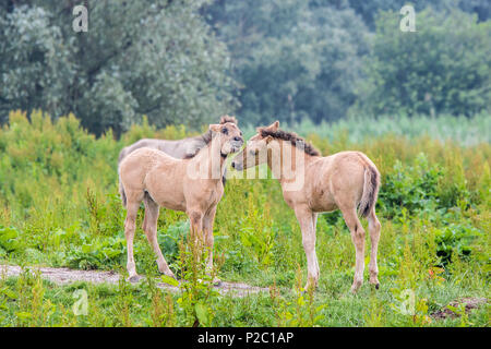 Selvaggi cavalli Konik puledri insieme giocando in Olandese Oostvaardersplassen riserva naturale Foto Stock