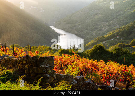 Tramonto su piste coperte di vigneti sulle rive del fiume Miño, nella Ribeira Sacra di Lugo, una Cova, O Saviñao Foto Stock