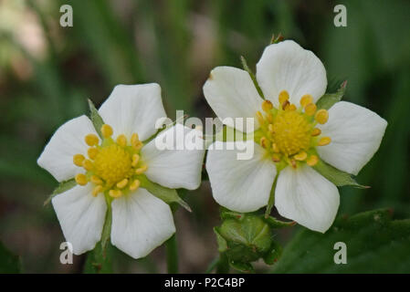 Fragaria vesca. Hausjärvi, Finlandia. 22.5.2018 Foto Stock