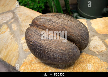 Il Coco de Mer Palm tree noce di cocco, i semi più grandi di qualsiasi impianto nel mondo. Dalle Seychelles isole dell'Oceano Indiano. Foto Stock