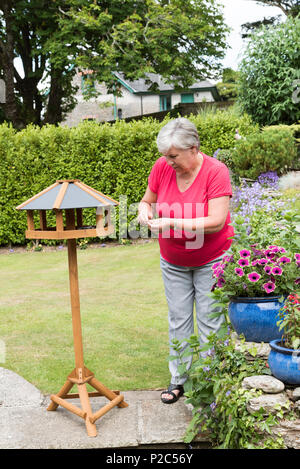 Donna immissione alimenti per uccelli su un nuovo legno Bird Feeder in un paese giardino. South Devon Regno Unito Foto Stock