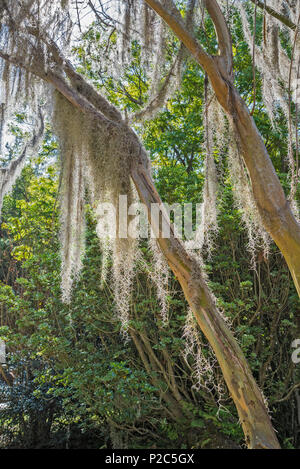 Spring Garden Festival a Gainesville, Florida. Foto Stock