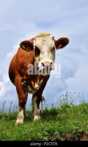 Mucca nelle Alpi, vicino a Monteneve, Austria Foto Stock