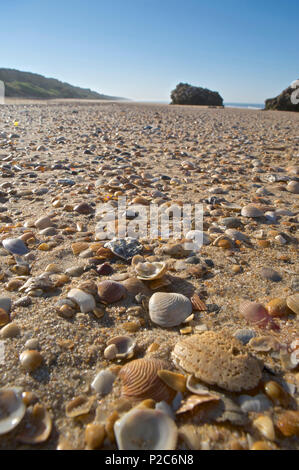 Gusci su una solitaria spiaggia presso la Playa de Mazagon vicino a Mazagon al mattino, Provinz Huelva, Andalusia, Spagna Foto Stock