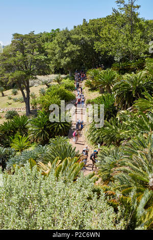 Passerella a baldacchino Boomslang nel Giardino Botanico di Kirstenbosch Foto Stock