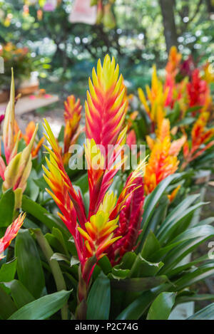 Spring Garden Festival a Gainesville, Florida. Foto Stock