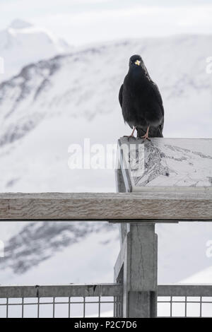 Un gracchio alpino, Pyrrhocorax graculus, sul Jungfraujoch, Alpi Bernesi, canton Vallese, Svizzera Foto Stock