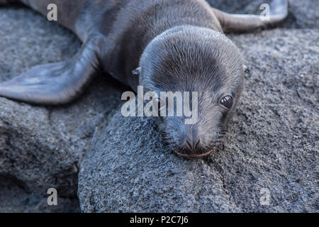 Un Galapagos pelliccia sigillo pup, Arctocephalus galapagoensis, su di una roccia vulcanica nei pressi di Punta Espinoza in Fernandina Island, Galapagos è Foto Stock