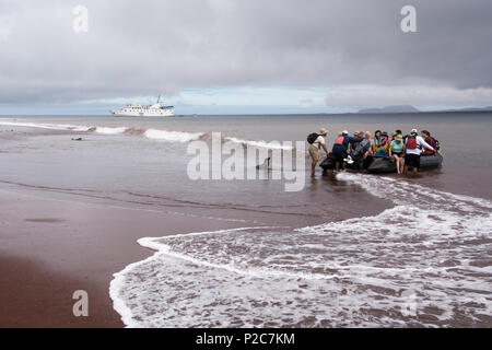 Un gruppo di visitatori durante un atterraggio bagnato su una rossa spiaggia sabbiosa, mentre un curioso Galapagos Sea Lion è li guarda, dietro il b Foto Stock