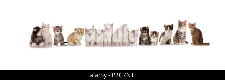 Molti gattini (14), diverse razze, seduti in una fila su un fondo bianco Foto Stock