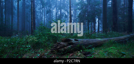 Atmosfera mistica all'alba con la nebbia nella foresta naturale del Parco Nazionale Svizzera Sassone e un albero rovesciato in avanti Foto Stock