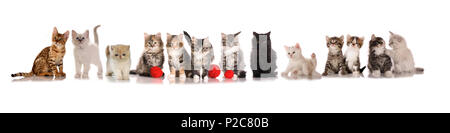 Molti gattini (13), diverse razze, seduti in una fila su un fondo bianco Foto Stock