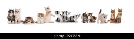 Molti gattini (15), diverse razze, seduti in una fila su un fondo bianco Foto Stock
