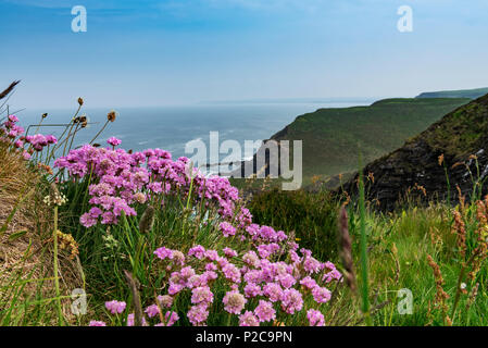 L'Armeria maritima, parsimonia lungo un sentiero roccioso litorale della Cornovaglia. Foto Stock