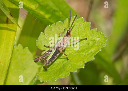 Prato femmina Grasshopper (Chorthippus parallelus) Foto Stock