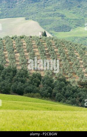 Espagne Andalousie,, la provincia di Cadiz Cadice, Ruta de los Pueblos Blancos (villaggi bianchi di strada), campagna tra Zahara de la Sierra e Olvera Foto Stock