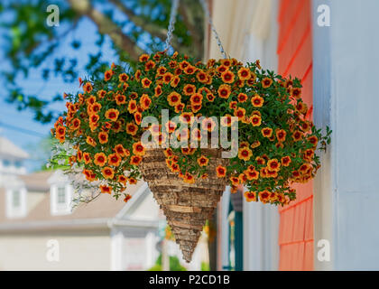 A volte Calibrachoa superbells chiamato in una cesta appesa. Foto Stock