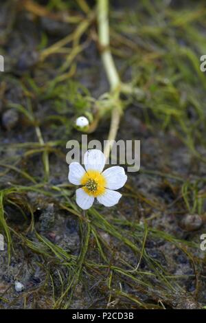 Acqua salmastra-stella, Ranunculus peltatus baudotii ssp Foto Stock