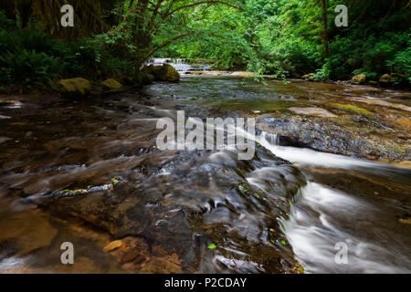 Una delle tante cascate e cascate lungo il dolce Creek in Oregon Suislaw della National Forest. Gli escursionisti lungo il dolce Creek Trail incontrerà 11 wa Foto Stock