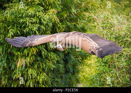 Francia, Sarthe, La Fleche, La Fleche Zoo, grifone (Gyps fulvus) in volo Foto Stock