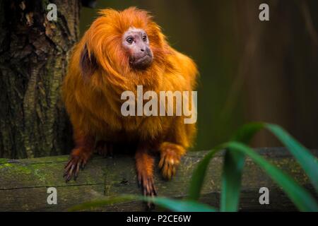 Francia, Sarthe, La Fleche, La Fleche Zoo, Golden Lion Tamarin o Golden Lion Monkey (Leontopithecus rosalia)otection Stato, Washington Convention appendice IA, IUCN Status, in pericolo (EN) Foto Stock