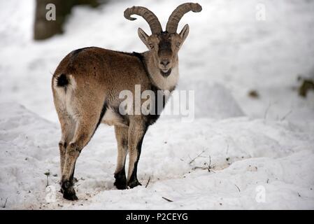 Stambecco dei pirenei nella neve (Capra pyrenaica), Spagna Foto Stock