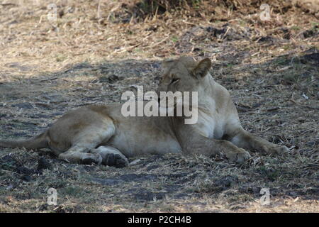 Punti salienti della Tanzania Foto Stock