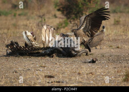 Punti salienti della Tanzania Foto Stock