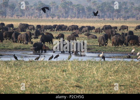 Punti salienti della Tanzania Foto Stock