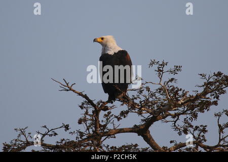 Punti salienti della Tanzania Foto Stock