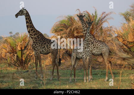 Punti salienti della Tanzania Foto Stock