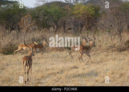 Punti salienti della Tanzania Foto Stock