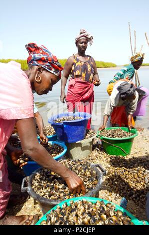 Il Senegal, hull harvest Foto Stock