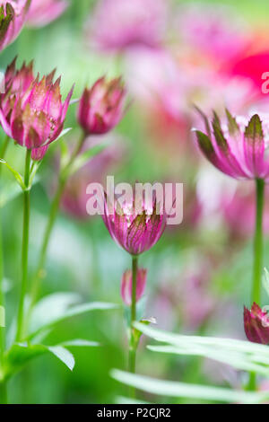 Astrantia 'Modifica rilevante Roma' fiori apertura nel mese di giugno. Regno Unito. Fiori Masterwort Foto Stock