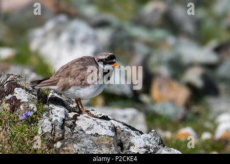 Comune di inanellare plover (Charadrius hiaticula) negli allevamenti di piumaggio in primavera, isole Shetland, Scotland, Regno Unito Foto Stock