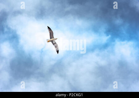 Il gabbiano volare su uno sfondo di cielo nuvoloso Foto Stock